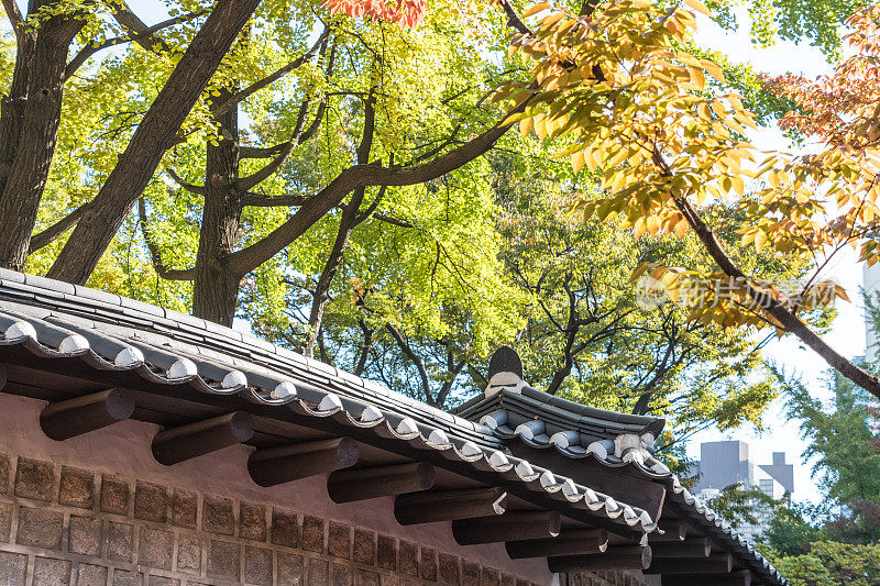 首尔旧墙的树叶上的秋色