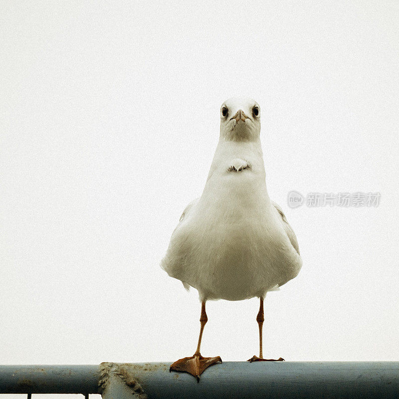 海鸥摆姿势