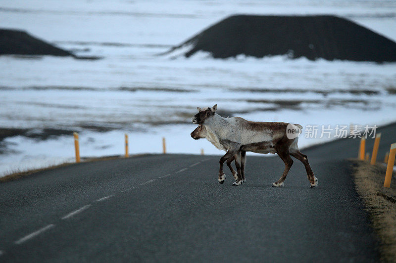 驯鹿Caribou,冰岛