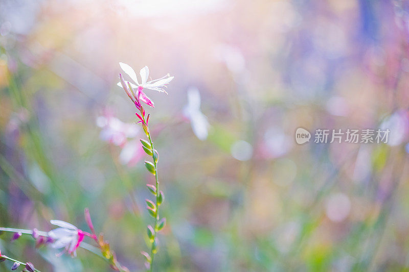 高拉林海美瑞多年生白花在柔软和梦幻的散景背景。