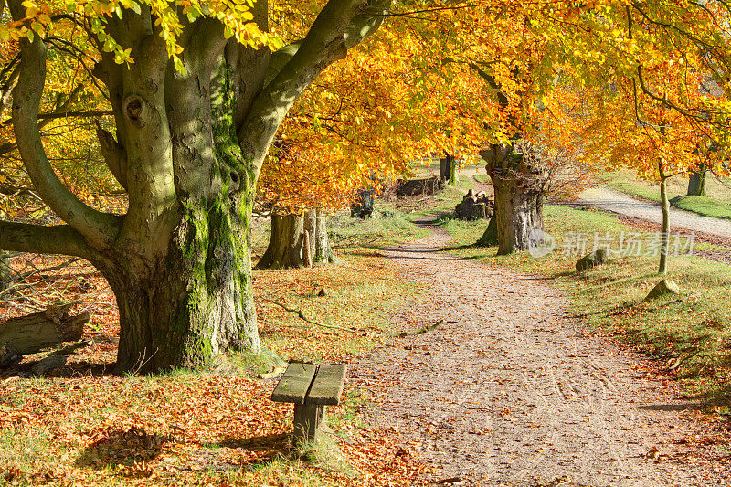 秋天的景观Lüneburger黑德，德国北部