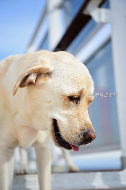 一条船上的拉布拉多寻回犬