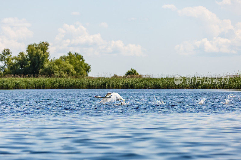 多瑙河三角洲的天鹅
