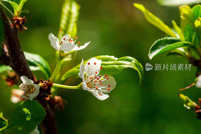 梅花树和梅花