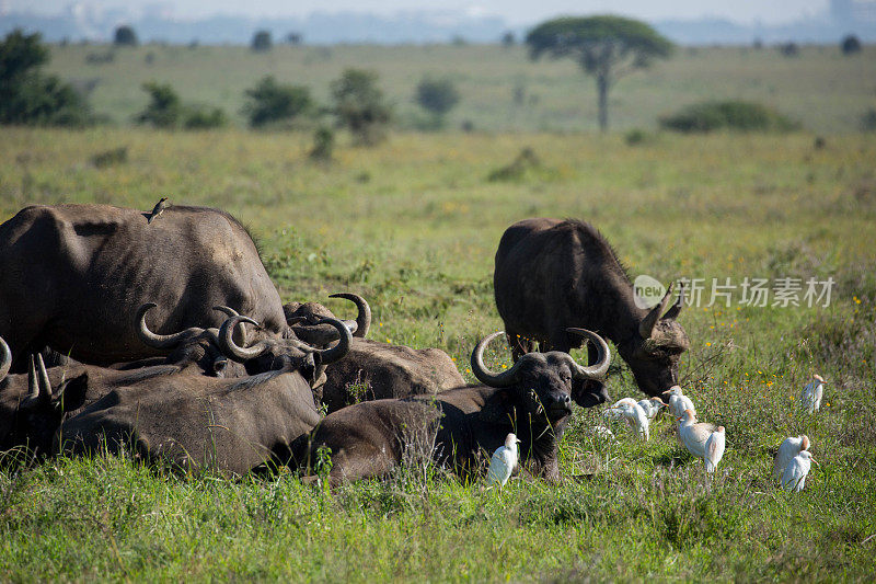 肯尼亚:非洲水牛
