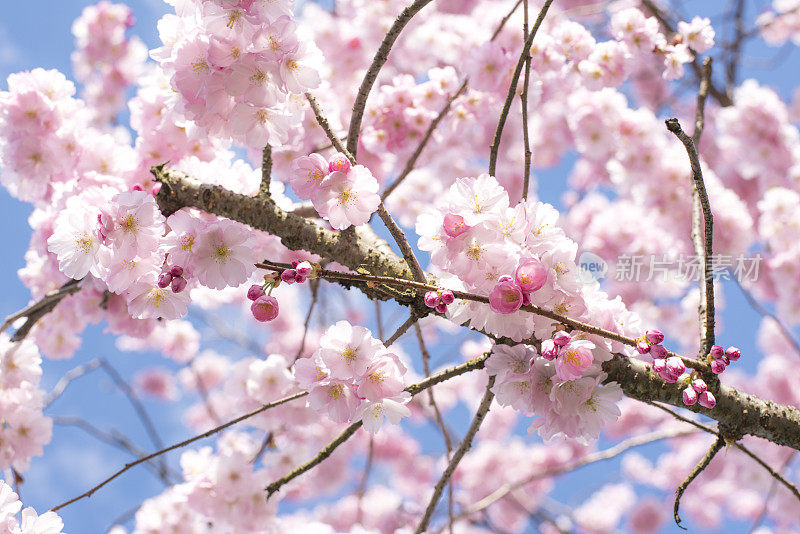 樱花