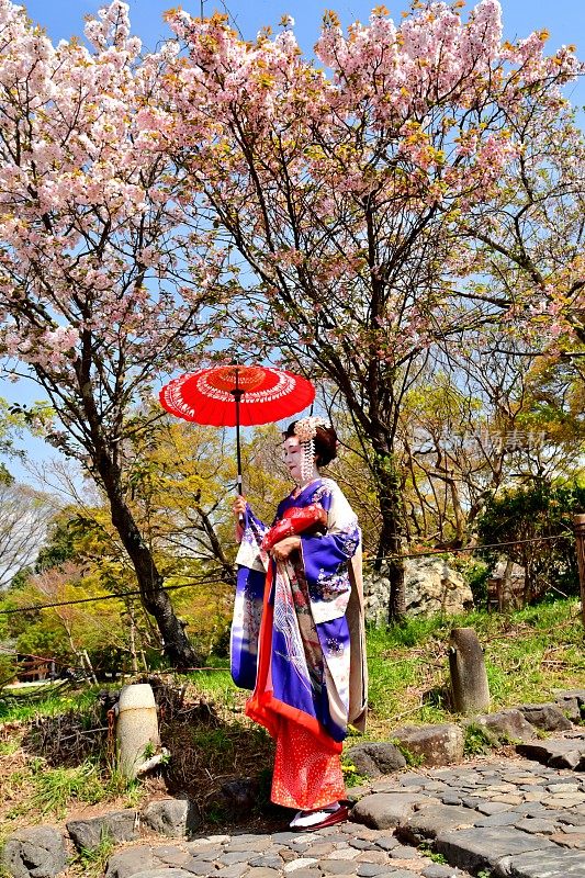 日本妇女在樱花下站在宫子的服装，京都