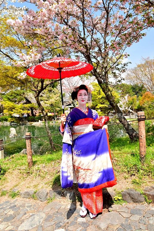 日本妇女在樱花下站在宫子的服装，京都