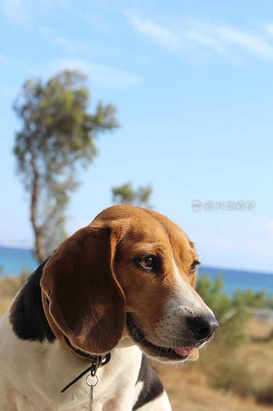 海边的小猎犬