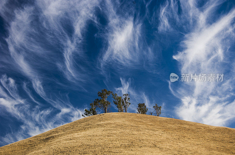 柏树和卷云在加利福尼亚的蓝天。