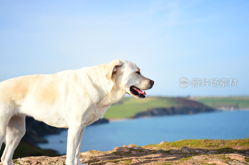 德文郡拉布拉多寻回犬