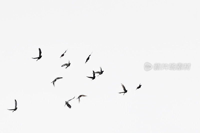 白色天空背景上的一群鸽子
