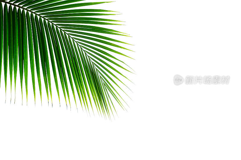 在白色背景上孤立的热带椰子棕榈叶