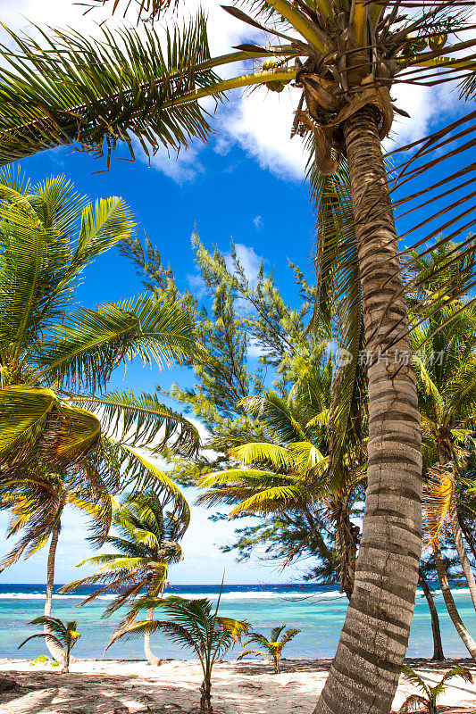 加勒比海开曼群岛海滩上的热带棕榈树