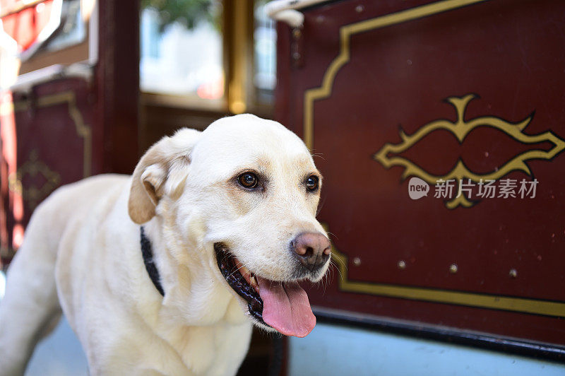 缆车上的拉布拉多寻回犬