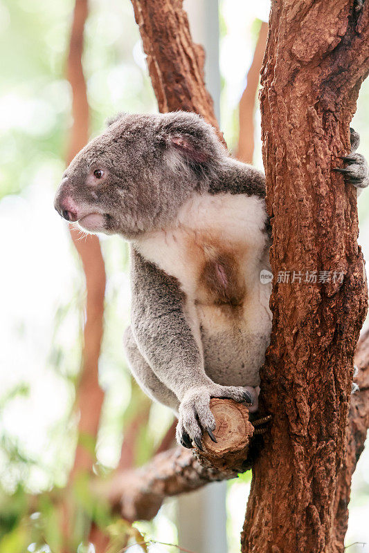 考拉在澳大利亚的桉树