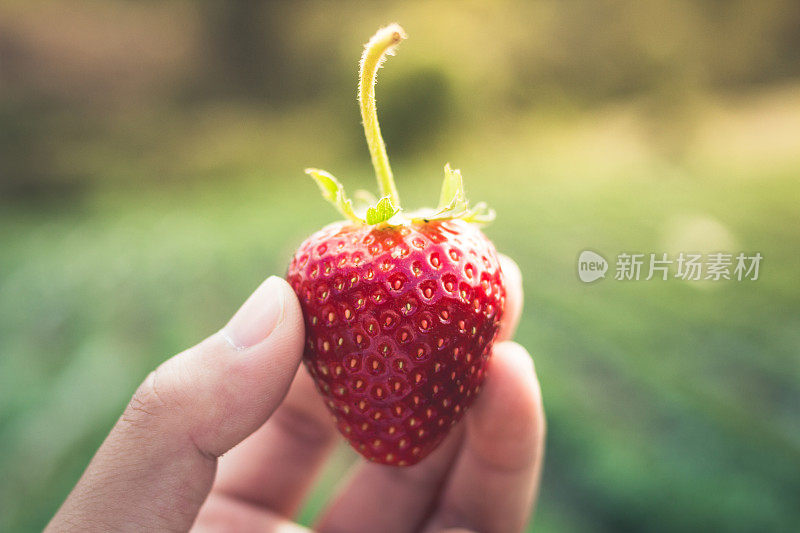 草莓，要从农场摘新鲜的草莓。