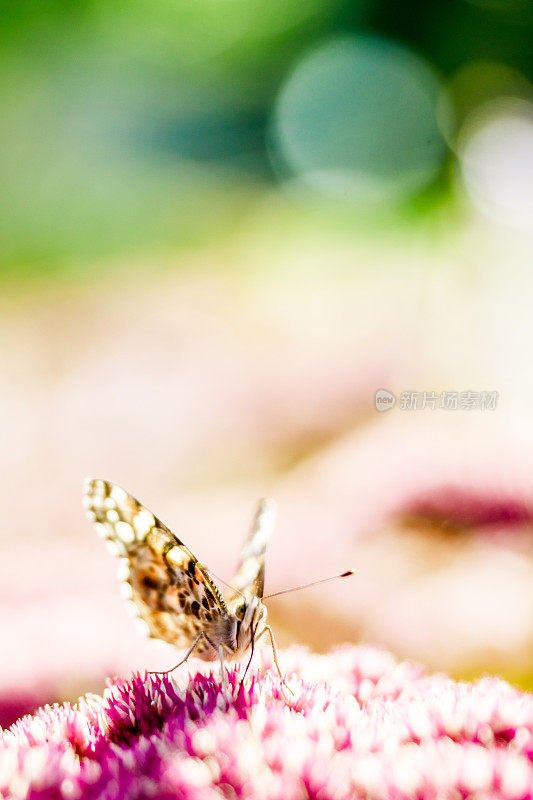 蝴蝶和Sedum