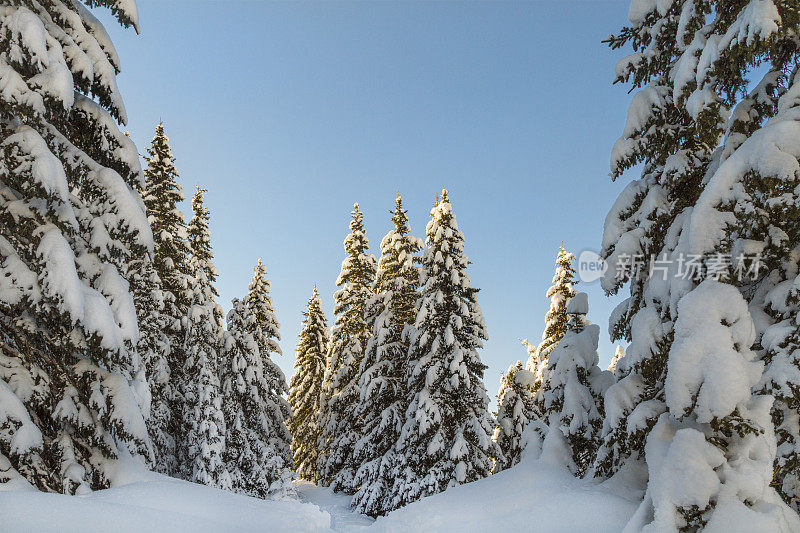 意大利帕莱迪圣马蒂诺自然公园(帕拉集团)里白雪覆盖的森林