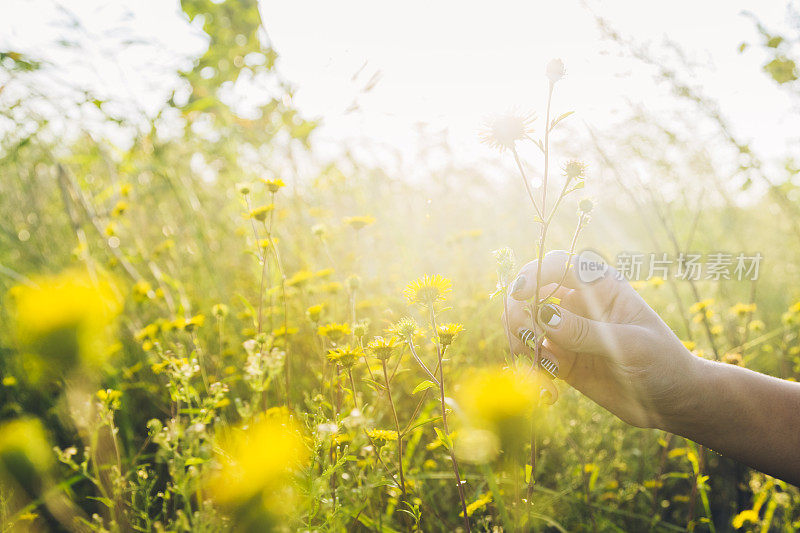 细节拍摄的女人手采摘黄花在田野