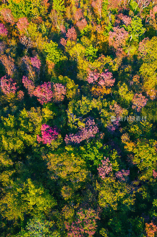 无人机鸟瞰五彩缤纷的秋天森林。无人机鸟瞰图概念。