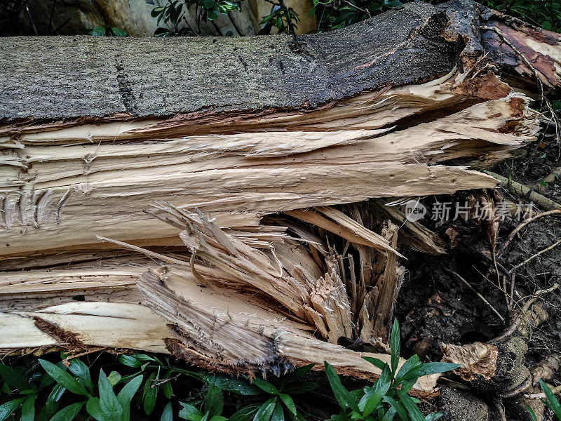一场暴风雨过后，被折断的树木经过了
