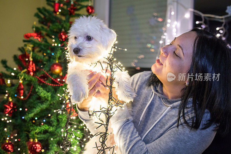 我可爱的狗被圣诞彩灯包裹着