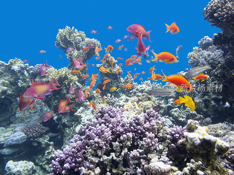 在热带海洋的底部，有鱼群的彩色珊瑚礁、角鳞鱼和棘皮