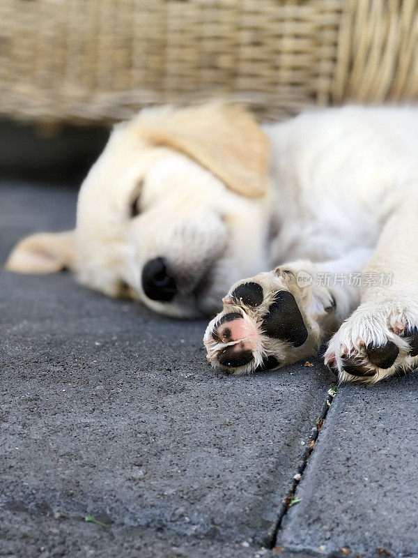 猎犬小狗