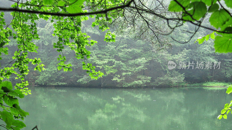 绿池，水里的雨滴，悬树，复制空间