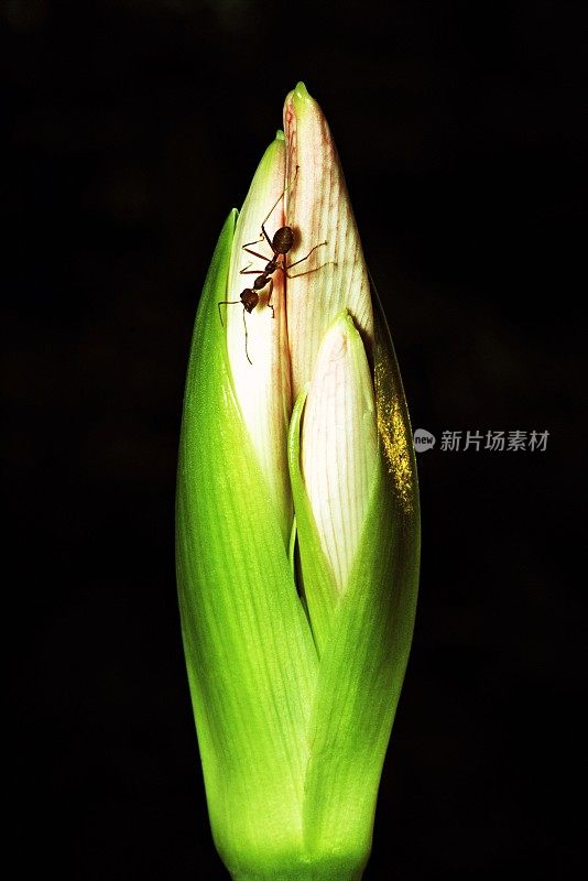 蚂蚁在花上(垂直，黑色背景)