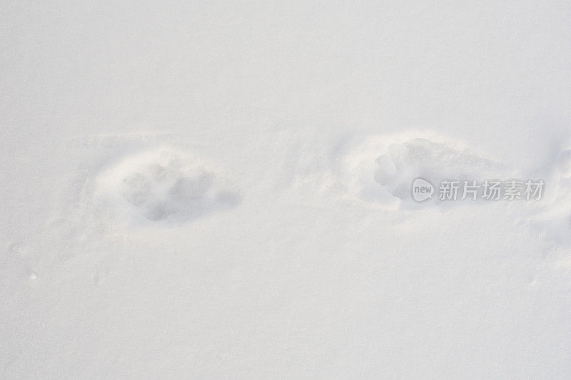 狐狸的足迹，雪地上野兽的足迹