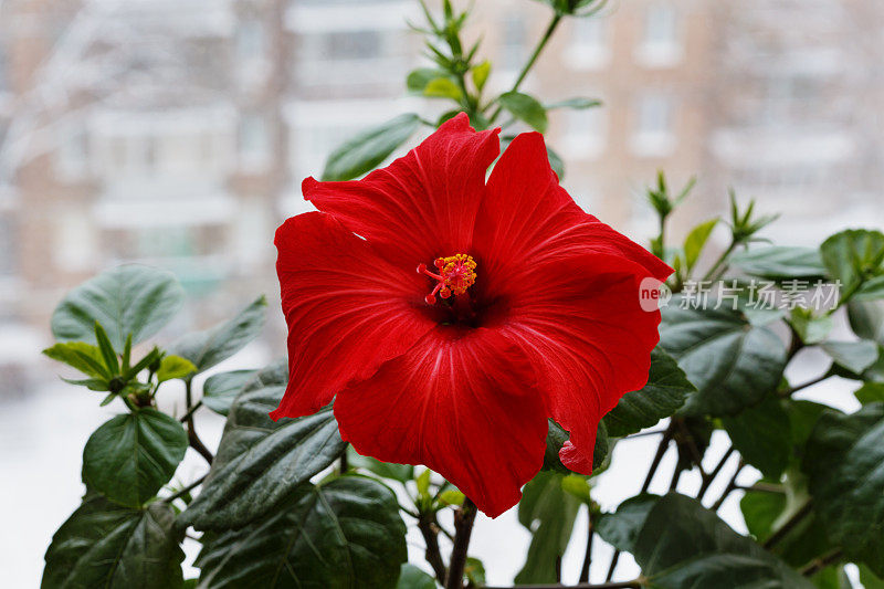 冬天窗户边有红花。