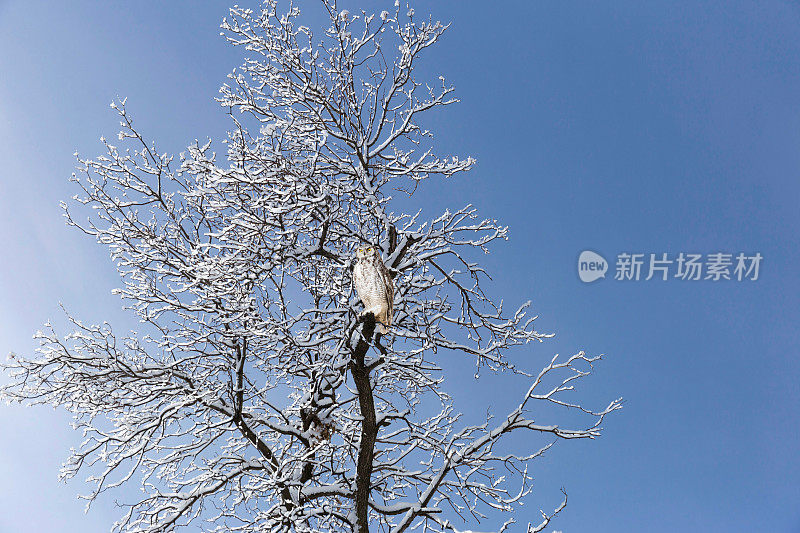 灰角猫头鹰栖息在白雪覆盖的树上。