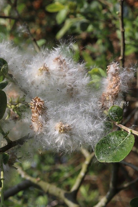 树上蓬松的白色花朵，像棉花