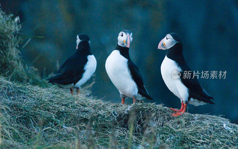 大西洋海雀