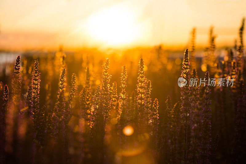 田野里美丽的夕阳