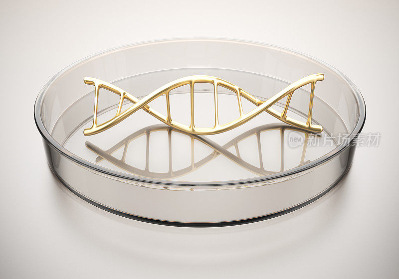 培养皿中的DNA结构