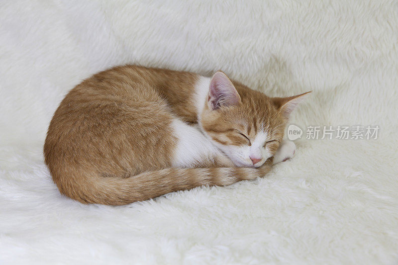 小黄猫睡在白毯子上