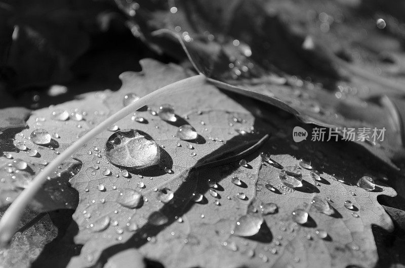 秋叶上的雨滴-抽象和单色