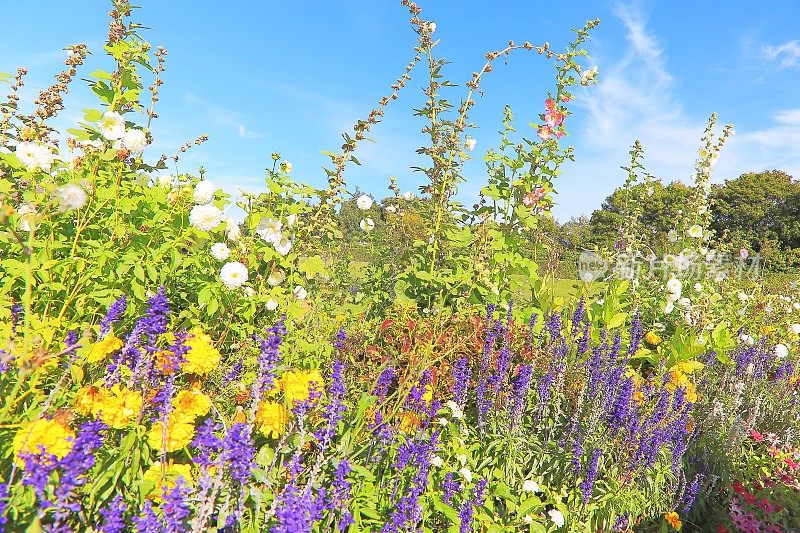 五彩缤纷的花卉自然图案——花坛花园休闲景观