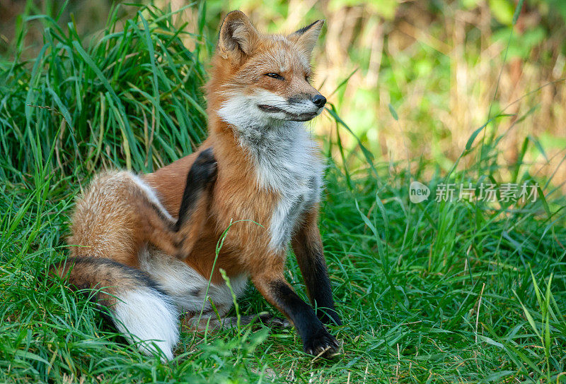 美丽的红狐在抓自己的皮毛