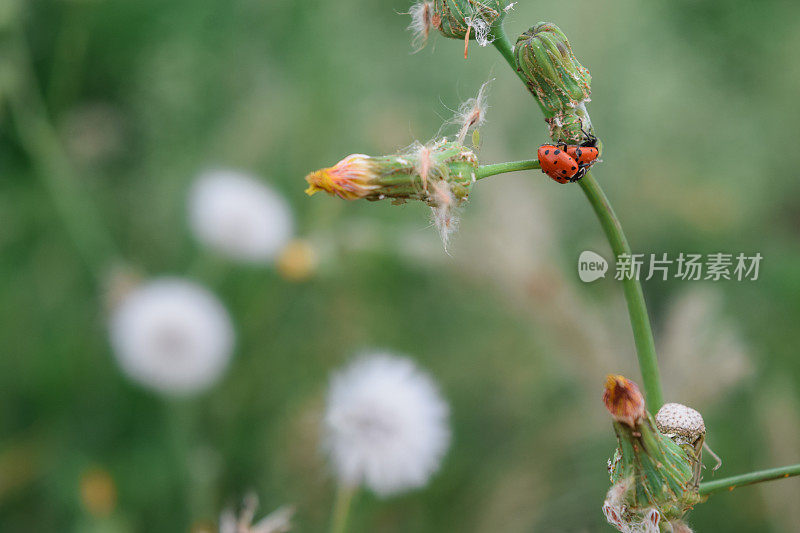 瓢虫在花枝上交配