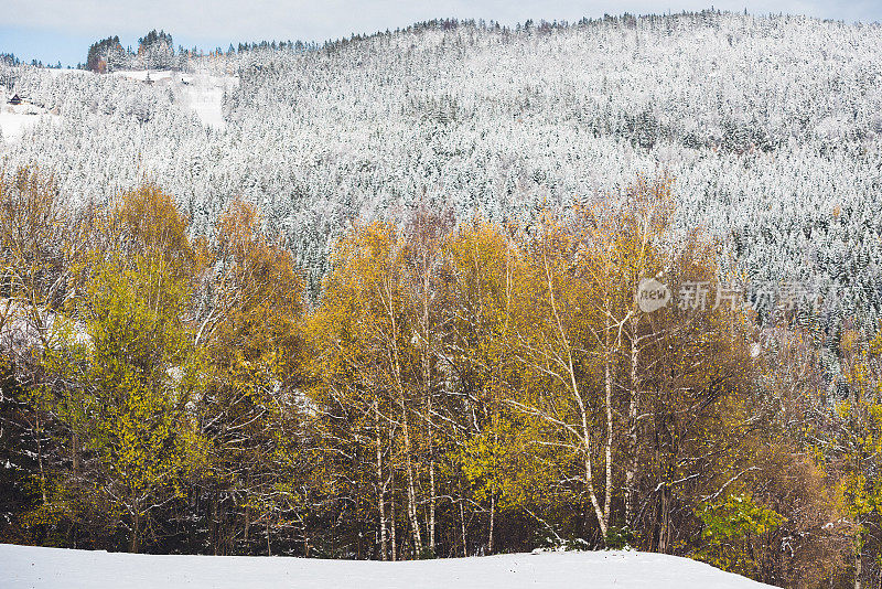 山上的山毛榉林，冬天第一场雪