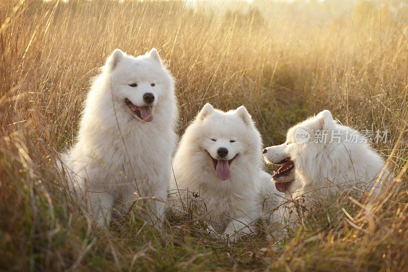 萨摩耶犬(秋天)