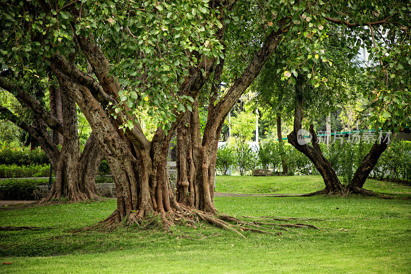 公园绿化景观上的树木和根系