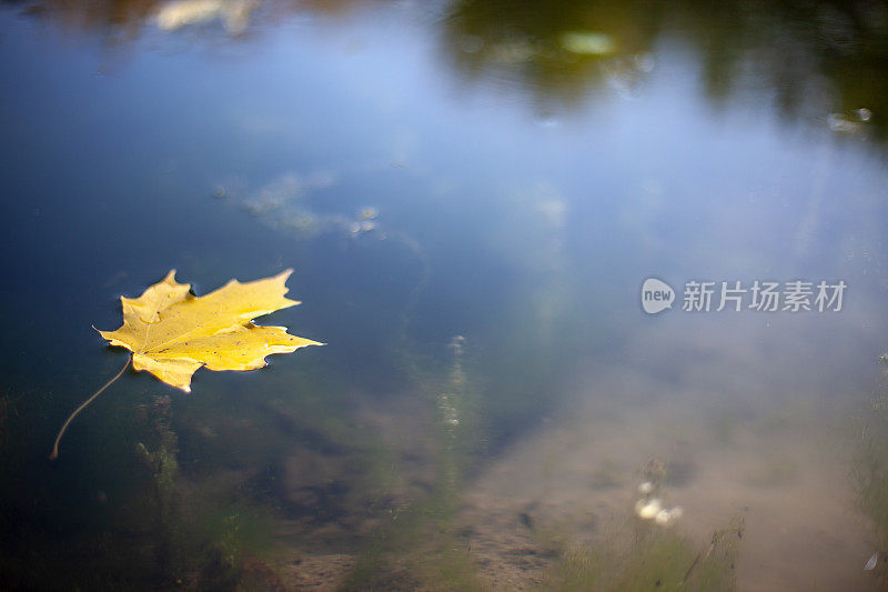 落叶落在平静的水面上