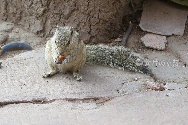 这是印度北方邦阿格拉堡花园中，印度棕榈松鼠、讨厌的啮齿动物在树下吃饼干屑