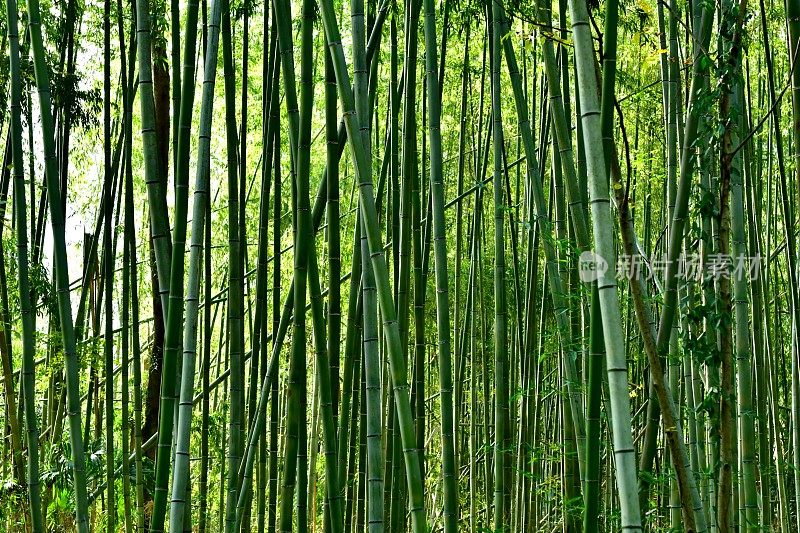 京都佐野的竹林