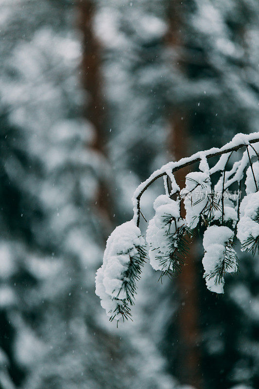 神奇的雪覆盖了树木。美丽的冬天的风景